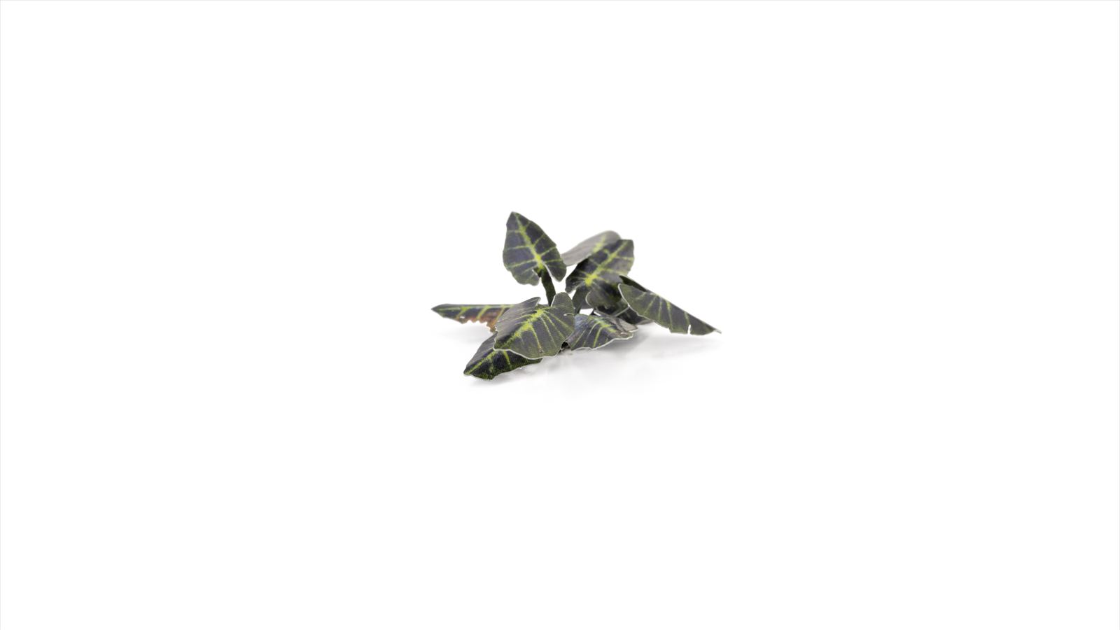 Gamers Grass - Laser Plants - Black Magic Taro