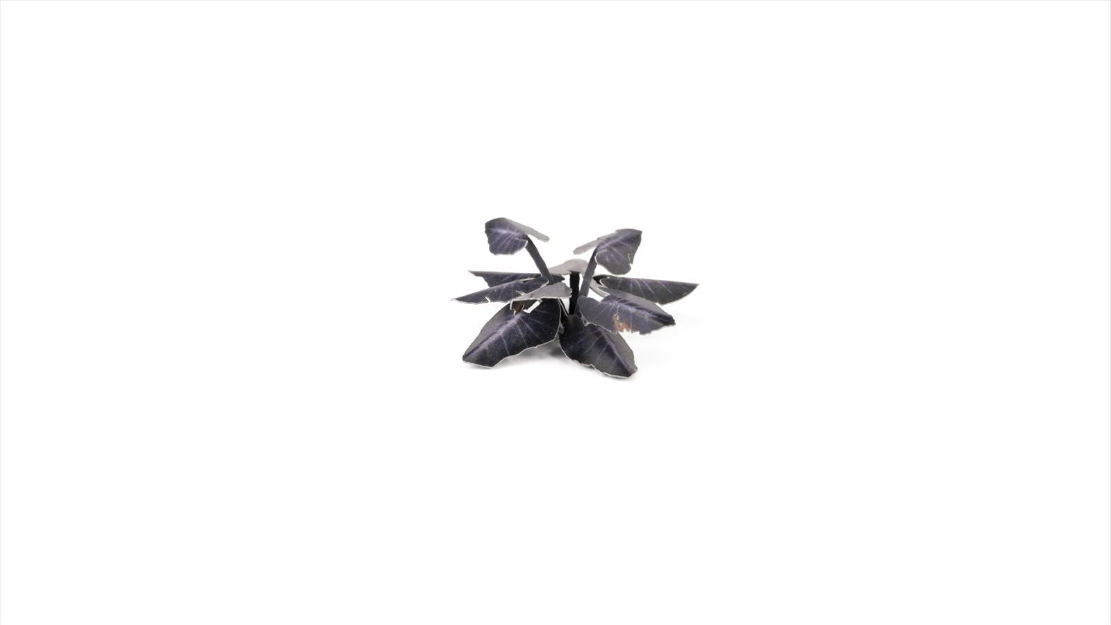 Gamers Grass - Laser Plants - Black Magic Taro