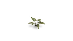 Gamers Grass - Laser Plants - Lords and Ladies