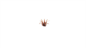 Gamers Grass - Laser Plants - Red Aloe