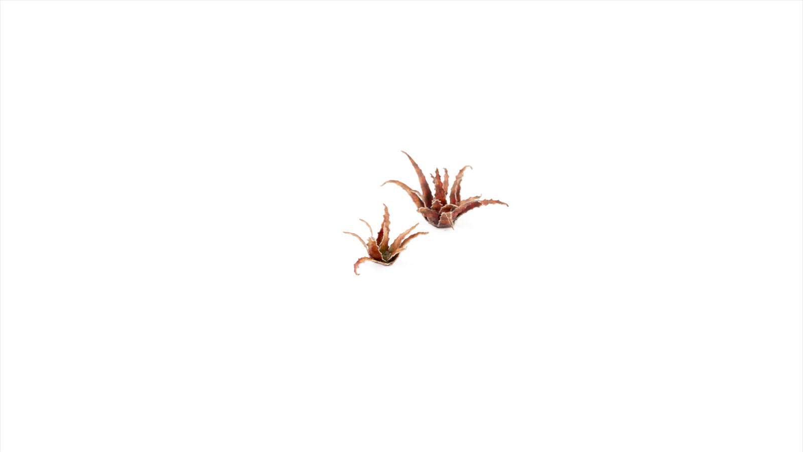 Gamers Grass - Laser Plants - Red Aloe