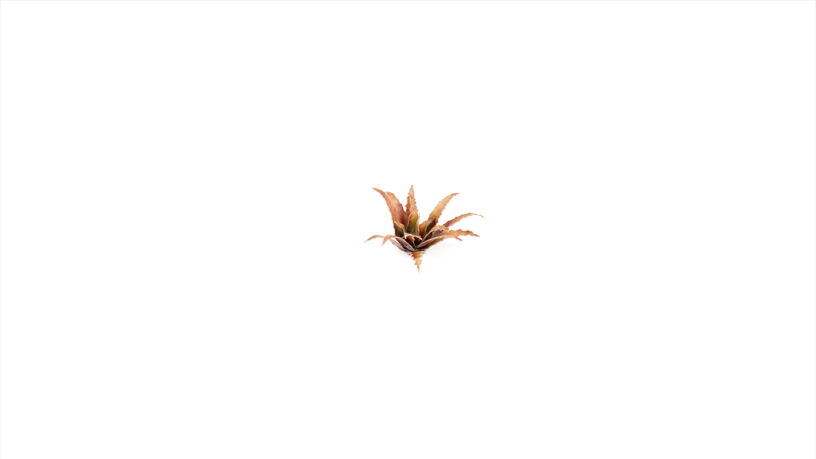 Gamers Grass - Laser Plants - Red Aloe