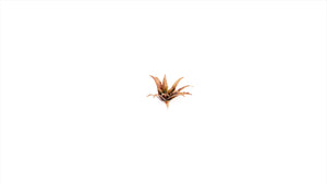 Gamers Grass - Laser Plants - Red Aloe